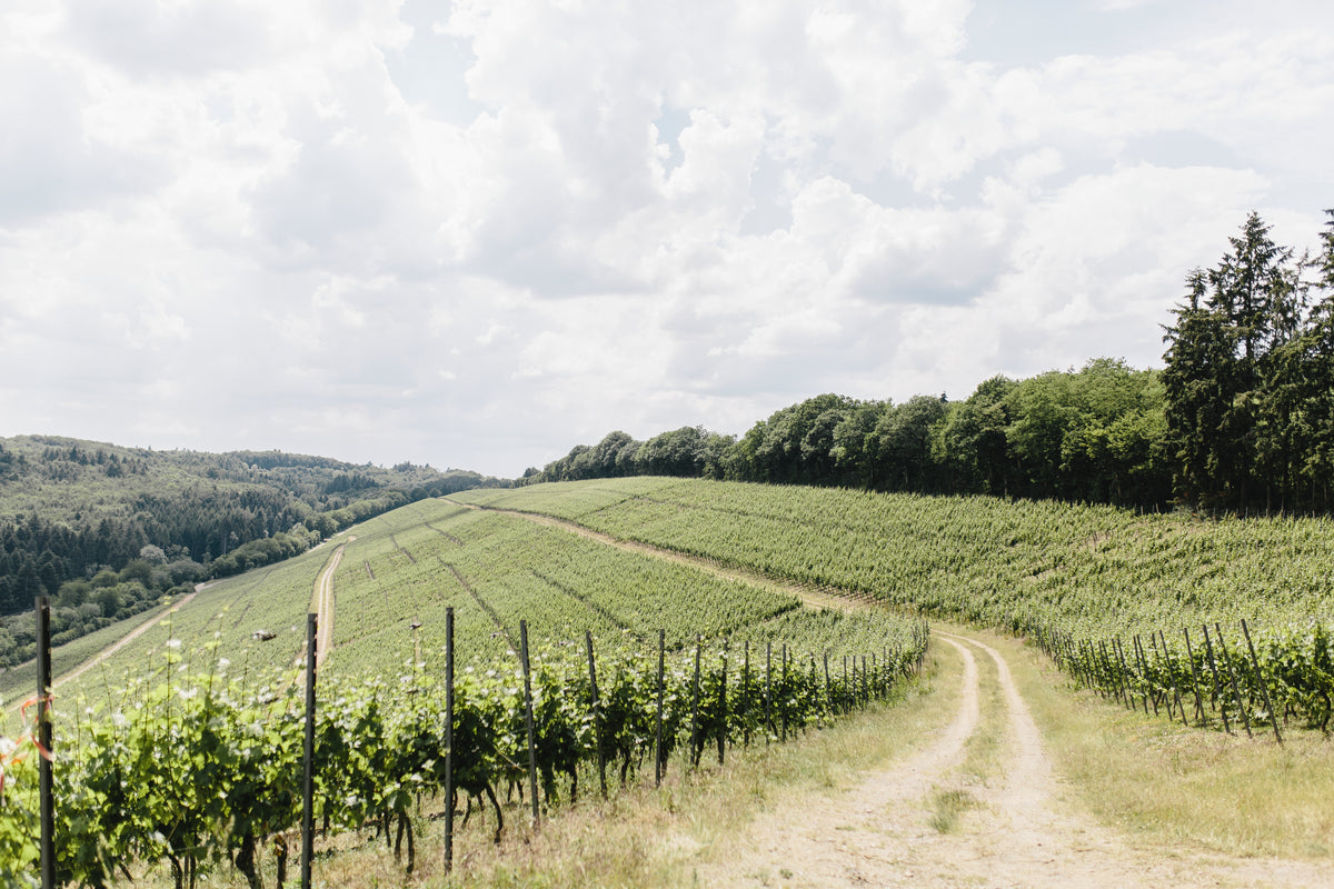 Bild von Weingut Maximin Grünhaus