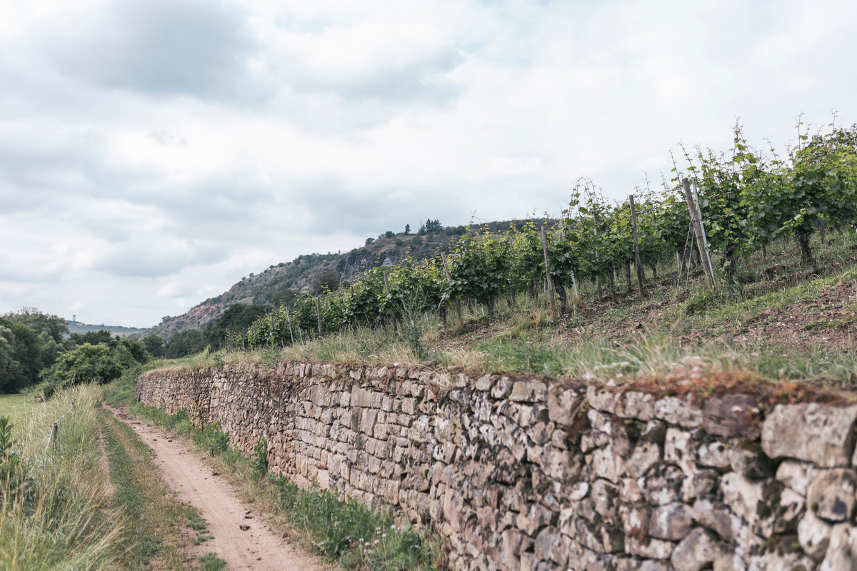 Bild von Weingut Dönnhoff