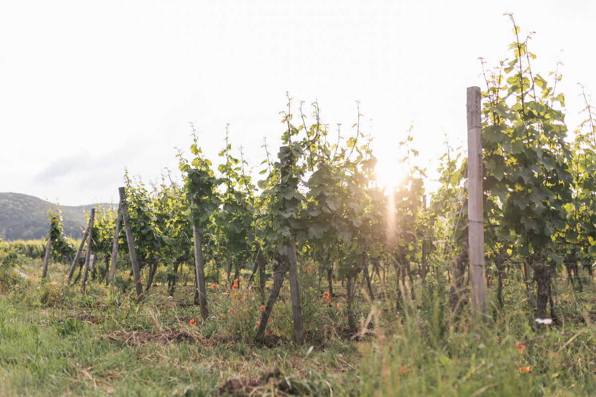 Bild von Weingut von Winning