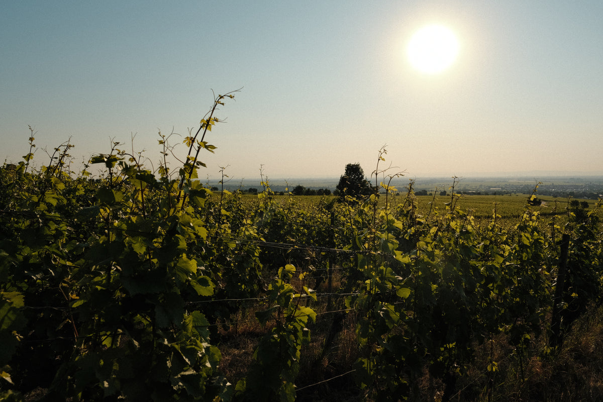 Bild von Weingut Bassermann-Jordan